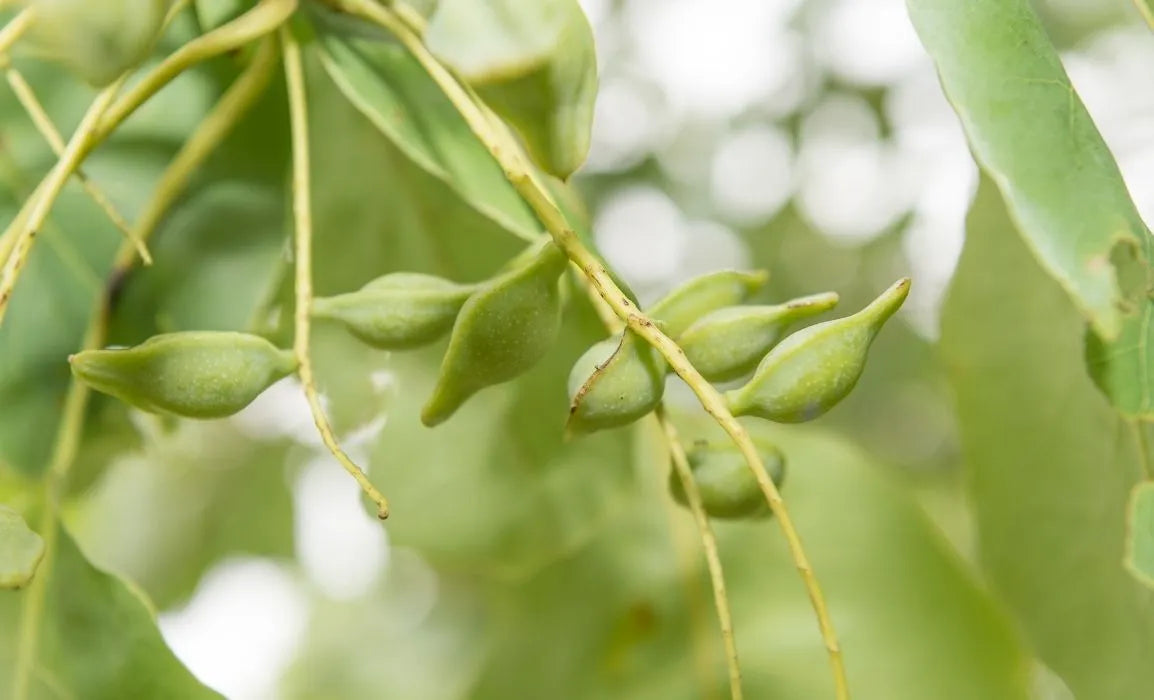 Kakadu Plum Meaning and What it is