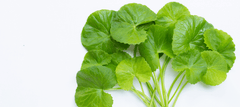 Uses of Centella Asiatica and when to use it